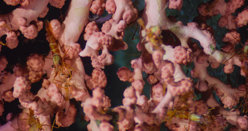 Coral hosting shrimp in Lydonia Canyon.